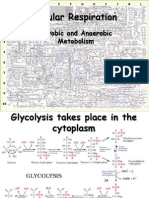 Cellular Respiration: Aerobic and Anaerobic Metabolism