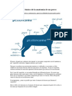 Esquema Basico de La Anatomia de Un Perro