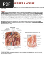 Resumo Anatomia Intestinos Delgado e Grosso