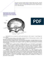 Neurocraniul Si Viscerocraniul