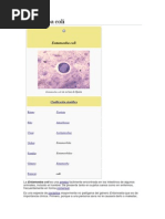 Entamoeba Coli