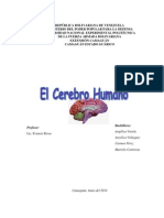 Historia Del Cerebro Humano