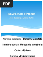 Ejemplos de Dípteros