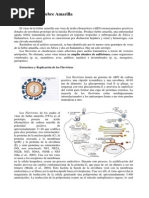 Virus de La Fiebre Amarilla 23