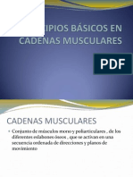 Principios Básicos en Cadenas Musculares