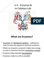 Lab 4 Enzymes and The Catalase Lab