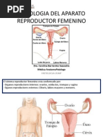 Aparato Reproductor Femenino