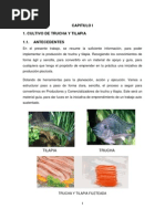 Proyecto Cultivo de Trucha y Tilapia