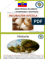 Avicultura Incubación.