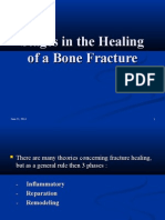 Stages in The Healing of A Bone Fracture