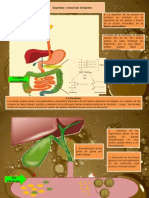 Digestion de Lipidos