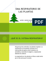 Sistema Respiratorio de Las Plantas