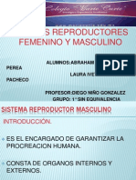 Aparato Reproductor Masculino Power