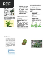 El Llanten Enciclopedia