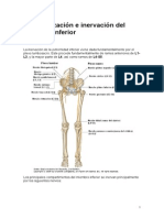 Vascularizacion e Inervacion Del Miembro Inferior