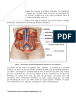 Sistema Urinario PDF