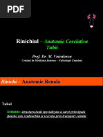 Rinichiul - Anatomie Corelativa - Cont.