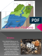 Ciclo Del Fósforo Presentacion