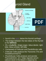 Thyroid Gland