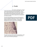 Lab Exercises-Developing Tooth