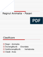 Regnul Animalia - Pasari