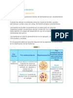 Clasificacion de Las Bacterias