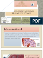 Histologia de Nódulos Linfáticos y Vasos