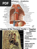 Esophageal Carcinoma