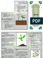 Características Generales de Las Plantas