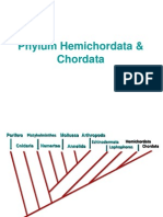 Phylum Hemichordata