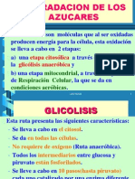 Glicolisis y Respiracion Celular