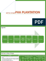 Jatropha Plantation Final