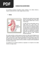 Conductos Excretores End