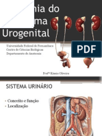 Anatomia Do Sistema Urogenital - Farmácia (Kássia)