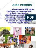 Razas de Perros