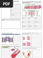 Actividades Sobre Sistema Muscular