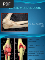 Anatomia Del Codo