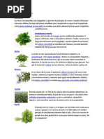 Plantas Comestible S