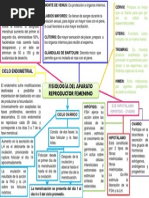 Mapa Conceptual-Fisiologia Ap. Rep. Fem