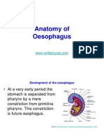 Anatomy of Oesophagus