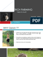 Ostrich Farming (FARM To PLATE) Final