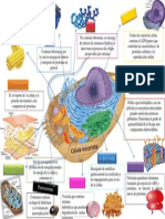 Célula Eucariota Fisiología