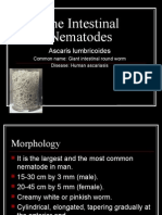 The Intestinal Nematodes