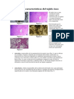 Estructura y Características Del Tejido Óseo