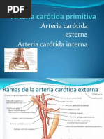 Arteria Carótida Primitiva