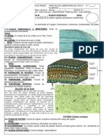 Práctica de Laboratorio Cta 4 Tejidos Vegetales