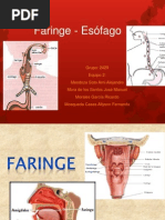 Faringe-Esofago