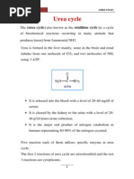 Urea Cycle