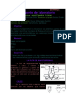 Practica: Flores y Sus Partes