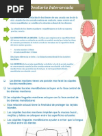 Alineación Dentaria Interarcada - Exposicion